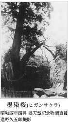 黒染桜